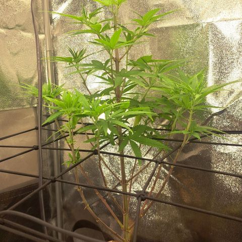 Sideral x Zombie Kush growlog timeline photo