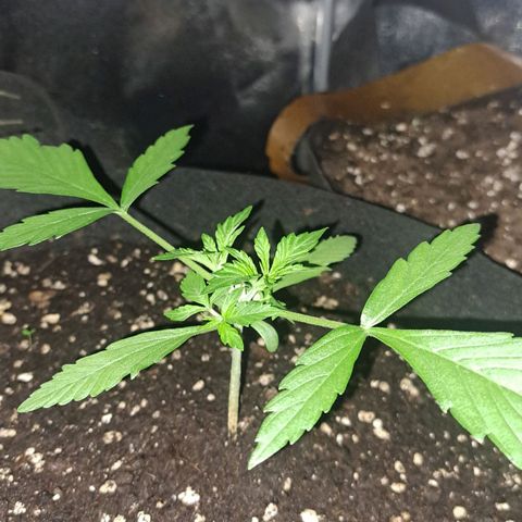 Jack 47 XL Auto growlog timeline photo
