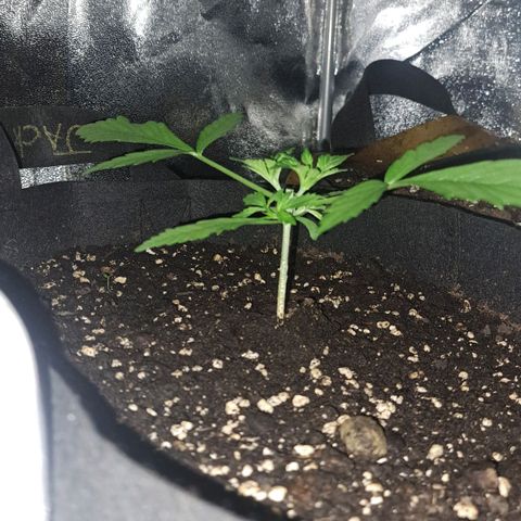 Jack 47 XL Auto growlog timeline photo