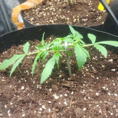 Jack 47 XL Auto growlog timeline photo