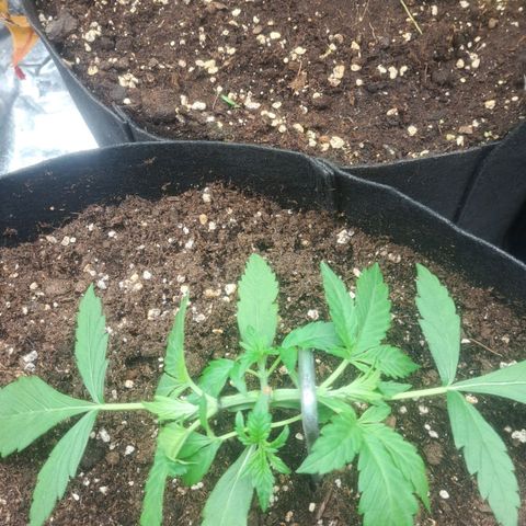 Jack 47 XL Auto growlog timeline photo