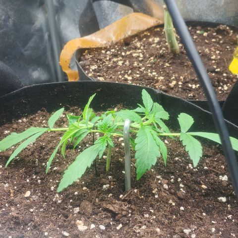 Jack 47 XL Auto growlog timeline photo