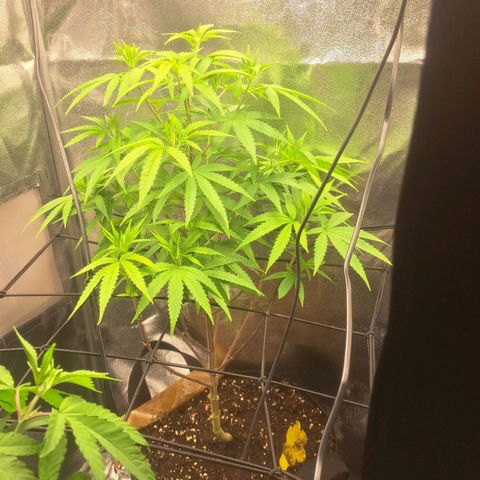 Sideral x Zombie Kush growlog timeline photo