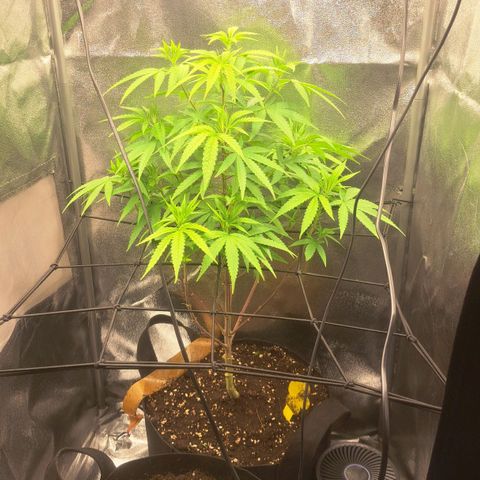 Sideral x Zombie Kush growlog timeline photo