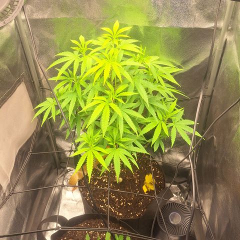 Sideral x Zombie Kush growlog timeline photo