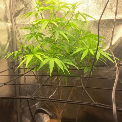 Sideral x Zombie Kush growlog timeline photo