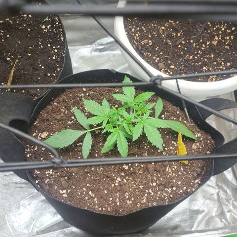 Jack 47 XL Auto growlog timeline photo