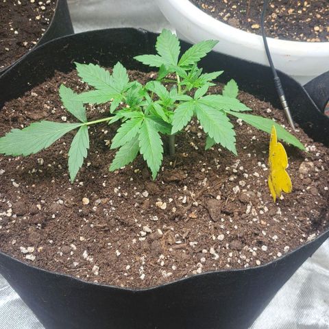 Jack 47 XL Auto growlog timeline photo