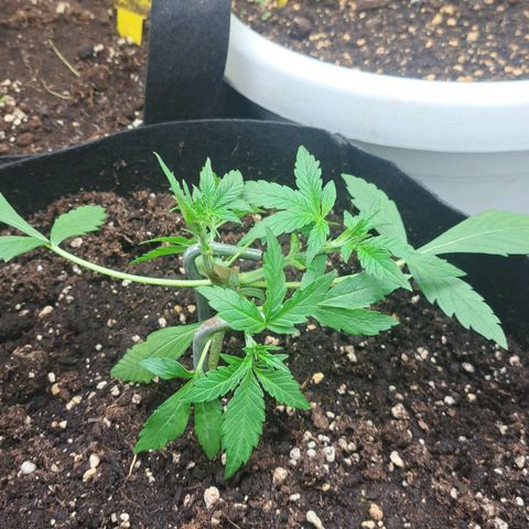 Jack 47 XL Auto growlog timeline photo