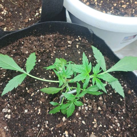 Jack 47 XL Auto growlog timeline photo