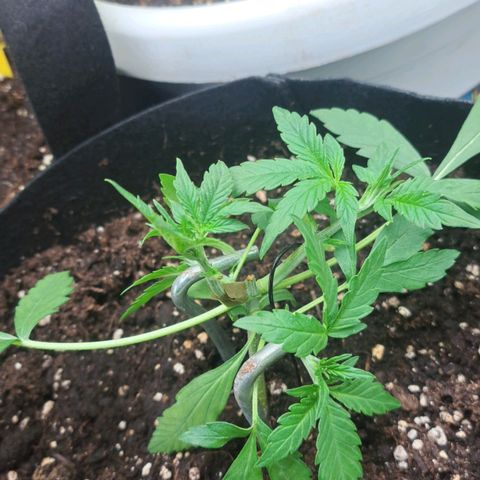 Jack 47 XL Auto growlog timeline photo