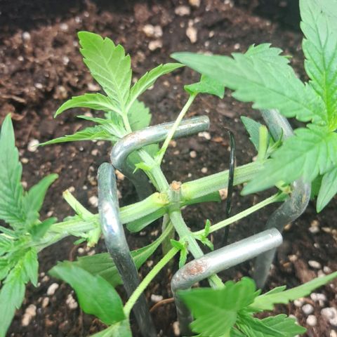 Jack 47 XL Auto growlog timeline photo
