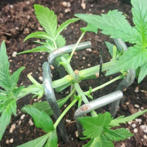 Jack 47 XL Auto growlog timeline photo