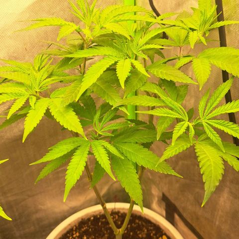 Sideral x Zombie Kush growlog timeline photo