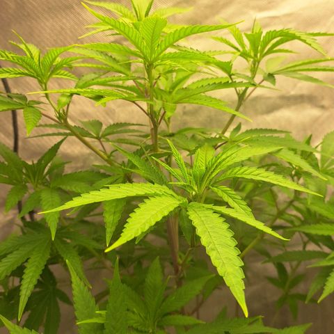 Sideral x Zombie Kush growlog timeline photo