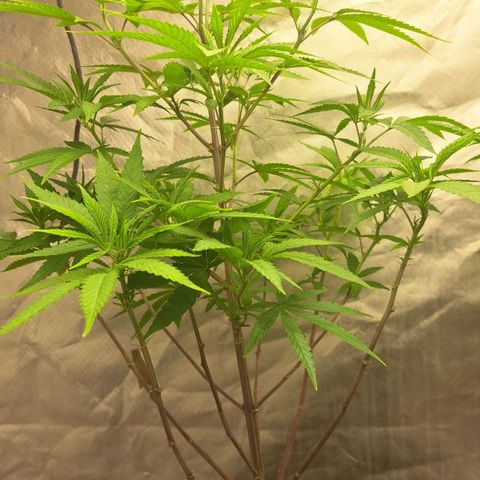 Sideral x Zombie Kush growlog timeline photo