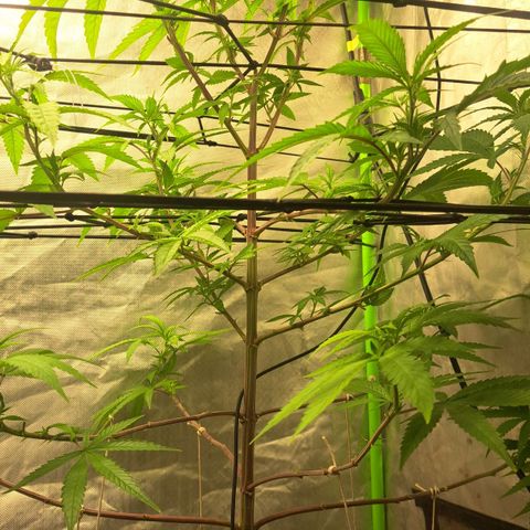 Sideral x Zombie Kush growlog timeline photo