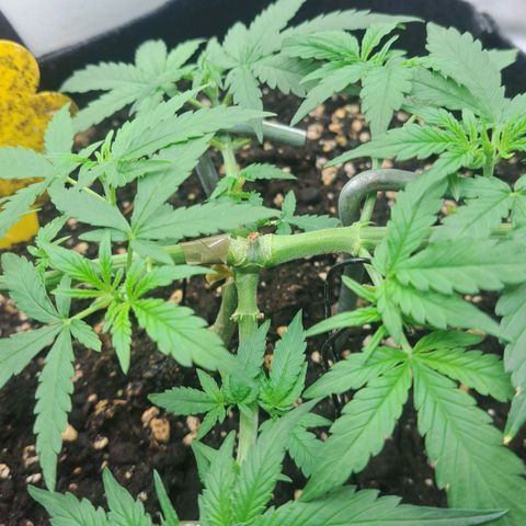 Jack 47 XL Auto growlog timeline photo
