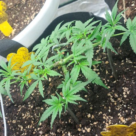 Jack 47 XL Auto growlog timeline photo