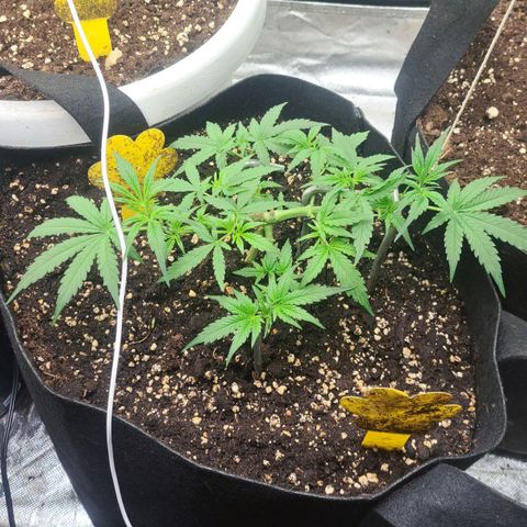 Jack 47 XL Auto growlog timeline photo
