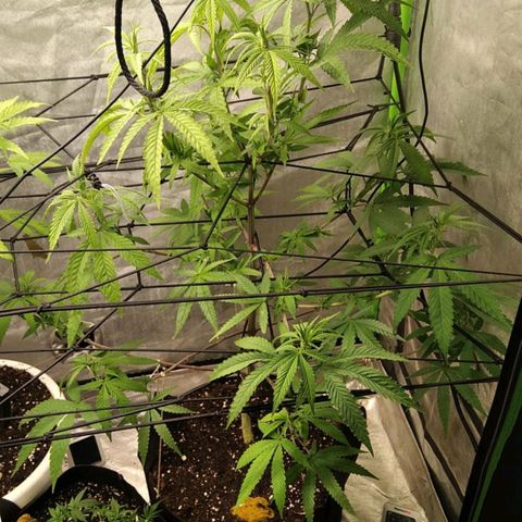 Sideral x Zombie Kush growlog timeline photo