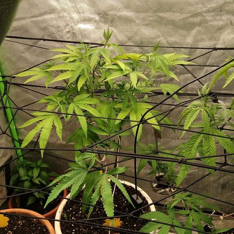 Sideral x Zombie Kush growlog timeline photo
