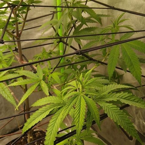 Sideral x Zombie Kush growlog timeline photo