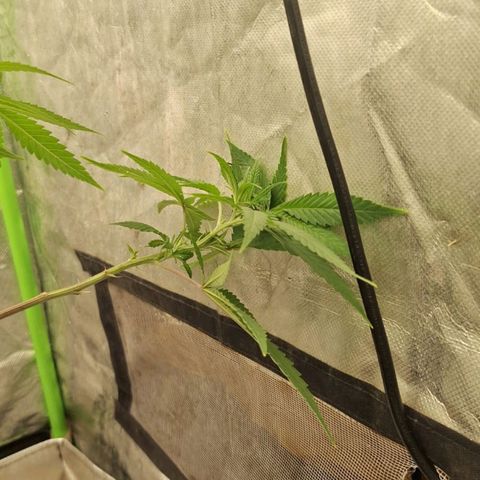 Sideral x Zombie Kush growlog timeline photo