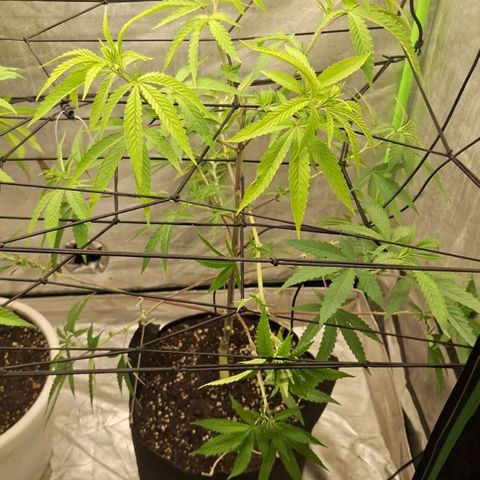 Sideral x Zombie Kush growlog timeline photo