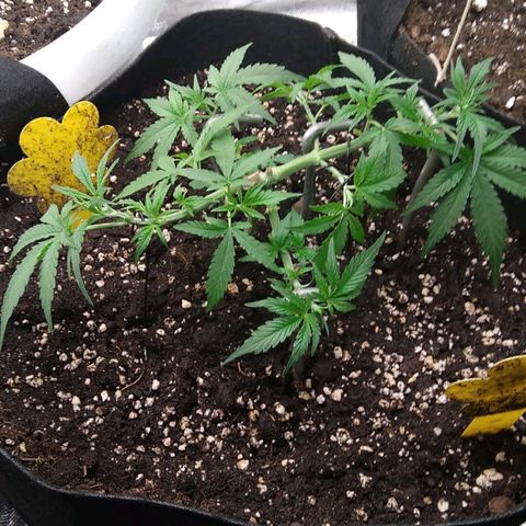 Jack 47 XL Auto growlog timeline photo