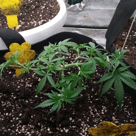 Jack 47 XL Auto growlog timeline photo