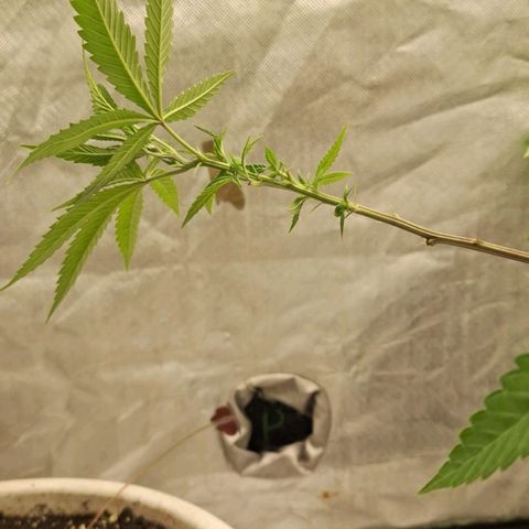 Sideral x Zombie Kush growlog timeline photo