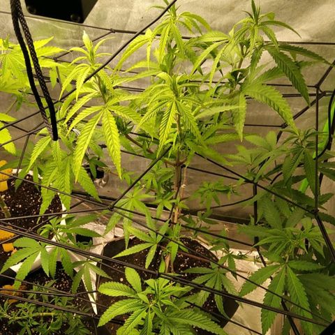 Sideral x Zombie Kush growlog timeline photo