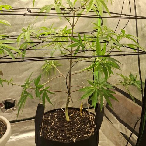 Sideral x Zombie Kush growlog timeline photo