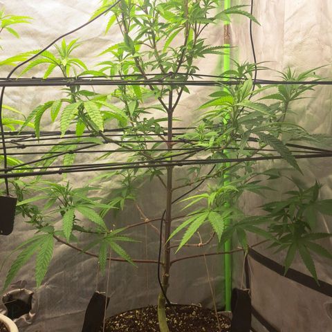 Sideral x Zombie Kush growlog timeline photo