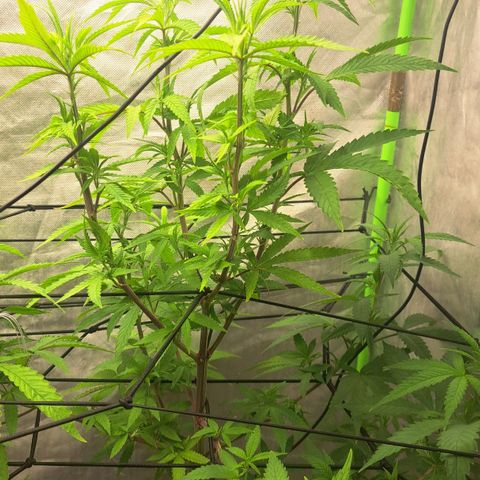 Sideral x Zombie Kush growlog timeline photo