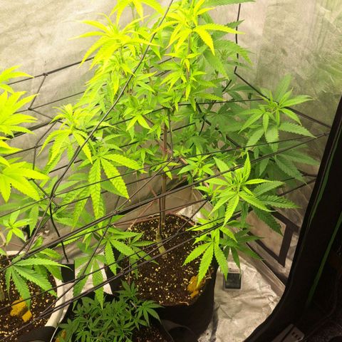 Sideral x Zombie Kush growlog timeline photo