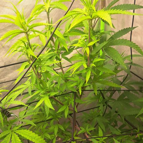 Sideral x Zombie Kush growlog timeline photo