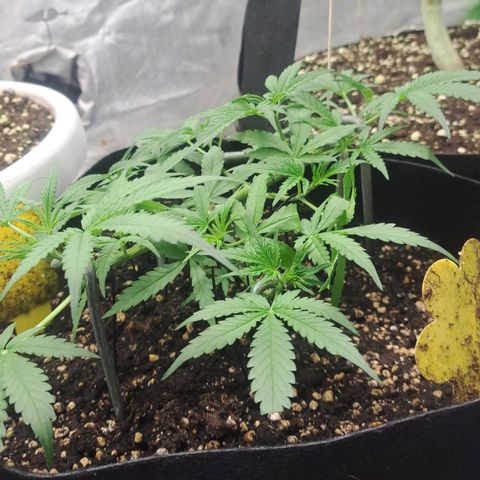 Jack 47 XL Auto growlog timeline photo