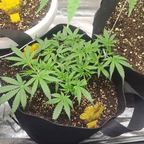 Jack 47 XL Auto growlog timeline photo