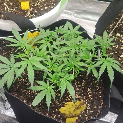 Jack 47 XL Auto growlog timeline photo
