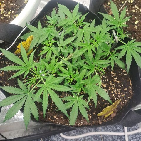 Jack 47 XL Auto growlog timeline photo