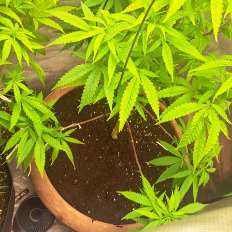 Sideral x Zombie Kush growlog timeline photo