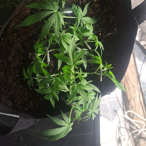 Jack 47 XL Auto growlog timeline photo