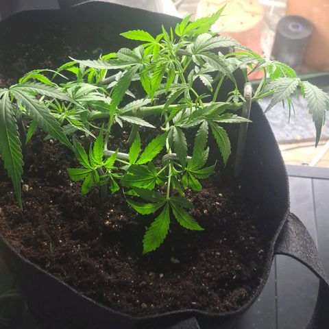Jack 47 XL Auto growlog timeline photo