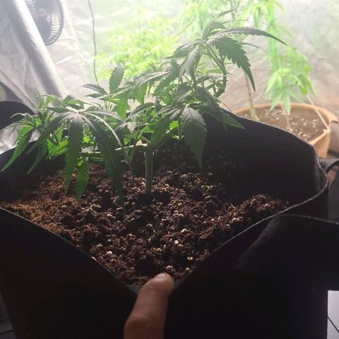 Jack 47 XL Auto growlog timeline photo