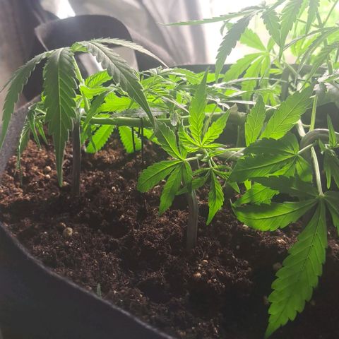 Jack 47 XL Auto growlog timeline photo