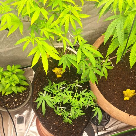 Jack 47 XL Auto growlog timeline photo