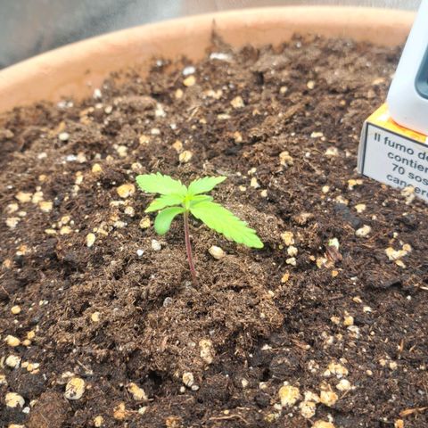 Jack 47 XL Auto growlog timeline photo