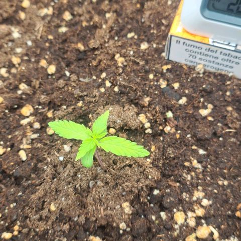Jack 47 XL Auto growlog timeline photo